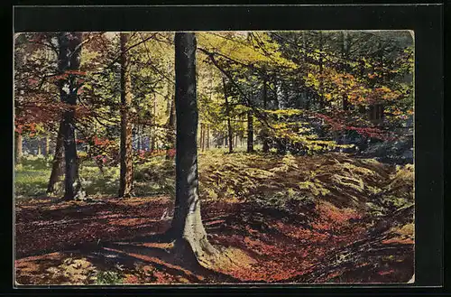 Künstler-AK Photochromie Nr.: 4322, Dresdner Heide