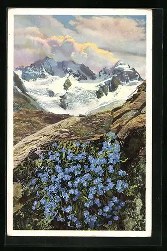 Künstler-AK Photochromie Nr.: 1483, Eritrichium nanum, Engadin