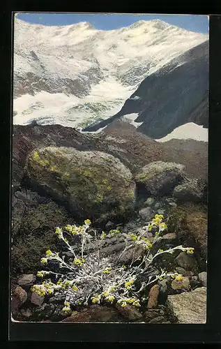 Künstler-AK Photochromie Nr.: 932, Artemisia Mutellina