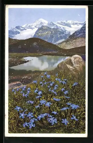 Künstler-AK Photochromie Nr.: 1497, Gentiana verna (Frühlingsenzian) am Schwarzsee bei Zermatt