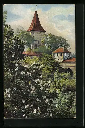 Künstler-AK Photochromie Nr.: 1898, Kastanienblüte vor dem Turm
