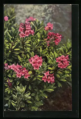Künstler-AK Photochromie Nr.: 949, Rhododendron hirsutum