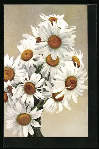 Künstler-AK Photochromie Nr.: 417, Weisse Margeriten