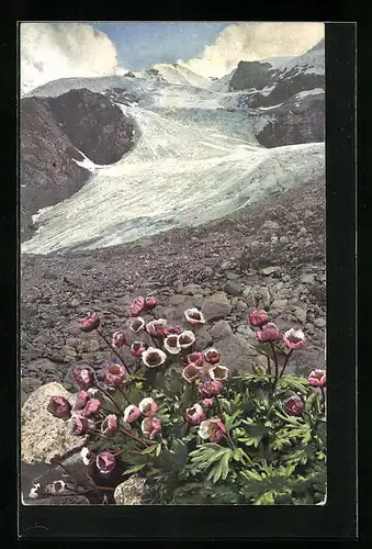 Künstler-AK Photochromie Nr.: 505, Ranunculus glacialis
