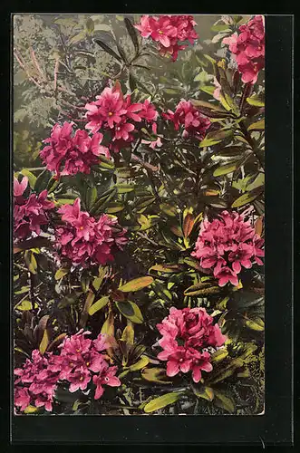 Künstler-AK Photochromie Nr.: 448, Rhododendron ferrugineum