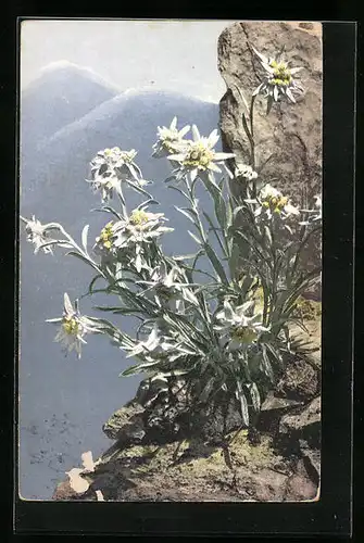 Künstler-AK Photochromie Nr.: 447, Leontopodium alpinum