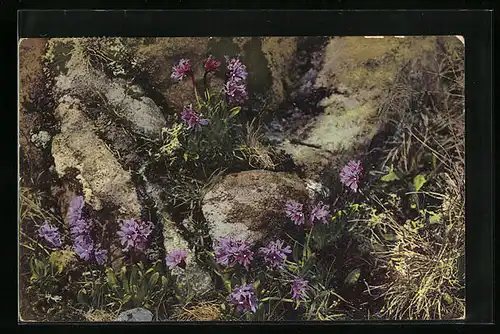 Künstler-AK Photochromie Nr. 790: Primula Glutinosa