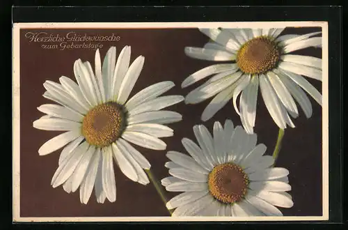 Künstler-AK Photochromie Nr. 1836: Margeriten zum Geburtstag