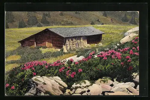 Künstler-AK Photochromie Nr. 1211: Rhododendron hirsutum