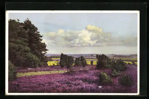 Künstler-AK Photochromie Nr. 5049: Heidelandschaft mit Wacholder und Kiefern