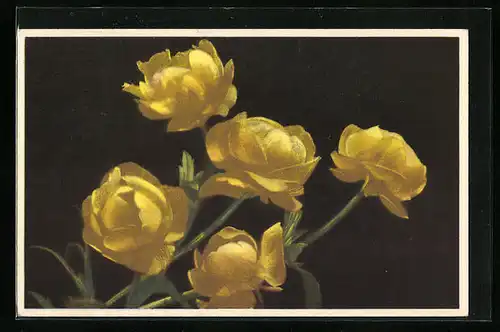 Künstler-AK Photochromie Nr. 1893: Trollblume, Trollius europaeus