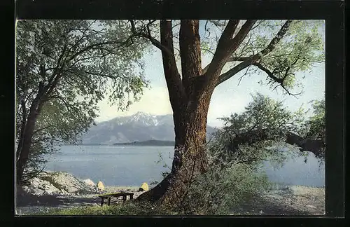Künstler-AK Photochromie Nr. 2123: Bäume am Ufer des Frauenchiemsee