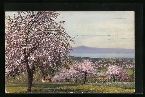 Künstler-AK Photochromie Nr. 3050: Blühende Obstbäume unweit eines Sees