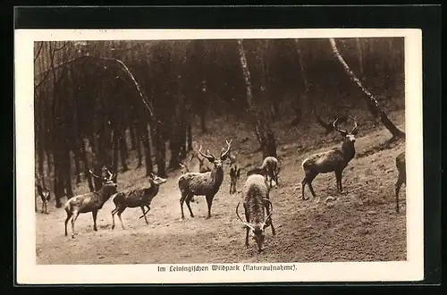 AK Hirsche im Leiningischen Wildpark