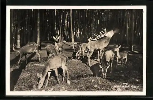 AK Schreiender Hirsch mit Hirschkühen auf einer Waldlichtung