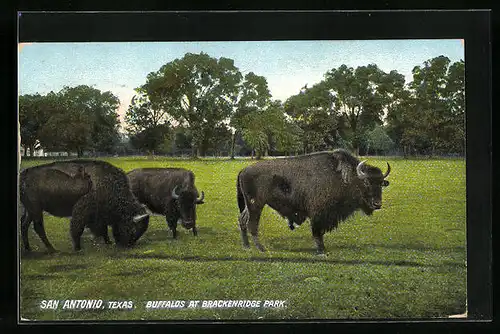 AK San Antonio /Texas, Buffalos at Brackenridge Park