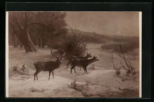 AK Hirsch und Hirschkühe in Winterlandschaft
