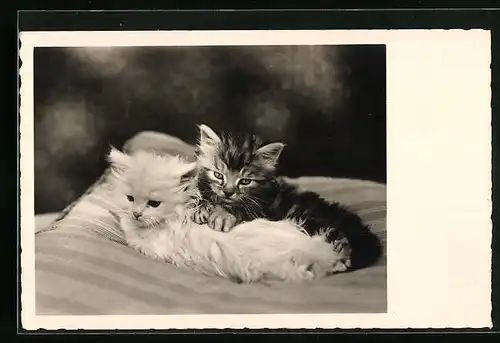 AK Zwei kleine Katzen auf einem Kissen