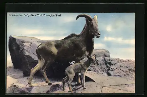 AK New York, Aoudad and Baby im Zoo