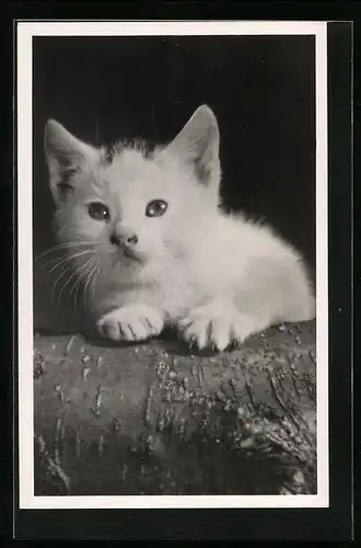 AK Portrait eines Katzenkindes an Baumstamm