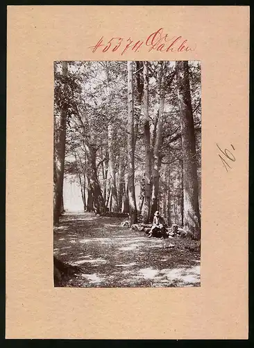 Fotografie Brück & Sohn Meissen, Ansicht Schmannewitz, Moosbänke im Wald