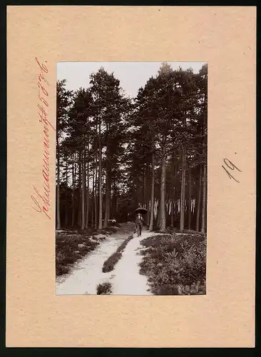 Fotografie Brück & Sohn Meissen, Ansicht Schmannewitz, Wanderer auf dem Mittelweg