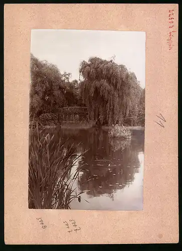 Fotografie Brück & Sohn Meissen, Ansicht Burgstädt i. Sa., Blick über den Teich auf die Holzbrücke im Stadtpark