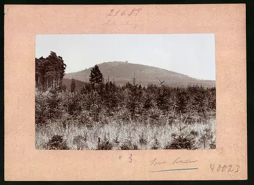 Fotografie Brück & Sohn Meissen, Ansicht Collm, Blick auf den Collmberg über den Nadelwald