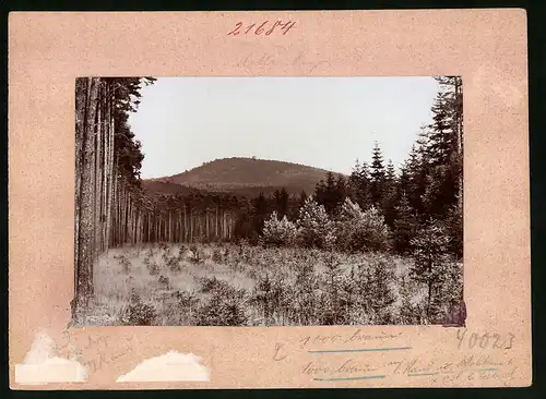 Fotografie Brück & Sohn Meissen, Ansicht Collm, Blick aus dem Wald auf den Collmberg