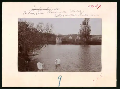 Fotografie Brück & Sohn Meissen, Ansicht Niederschöna, Schwäne auf dem Rittergutsteich