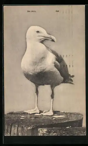 AK Stehende Möwe auf einem Baumstamm
