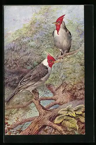 Künstler-AK Red Crested Cardinals on a Tree