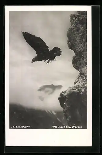 AK Fliegender Steinadler vor einer Felswand