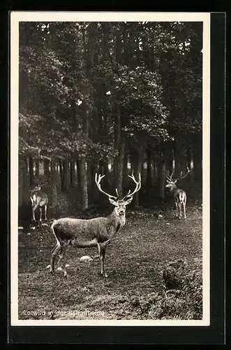 AK Hirsche auf einer Waldlichtung