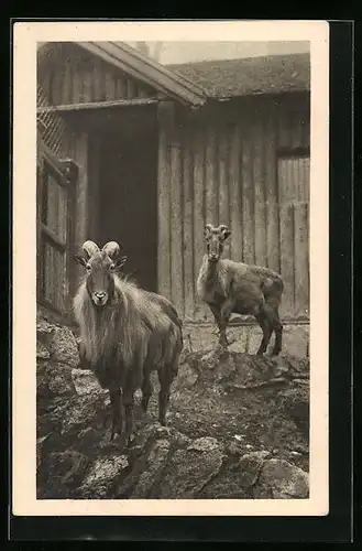 AK Zwei Hausziegen vor einem Stall
