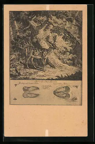 Künstler-AK Damhirsch im Wald, Zeichnung seiner Spuren