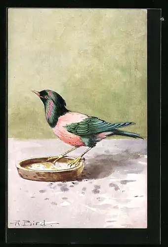 Künstler-AK Rotschwarzer Vogel auf dem Rand einer Schale