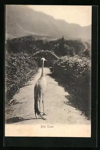 AK Blauer Kranich auf einem Weg in einer Berglandschaft