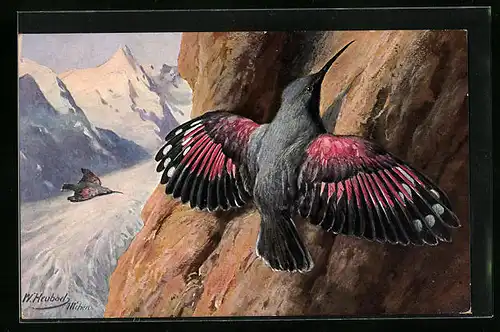 Künstler-AK Zwei Alpenmauerläufer in den Hohen Tauern