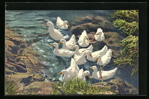 AK Weisse Enten im Wasser zwischen Felsen