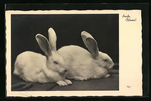 AK Frohe Ostern, Zwei weisse Osterhasen