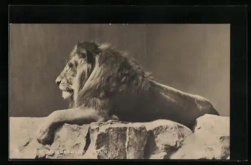 AK Entspannter Löwe im Berliner Zoo