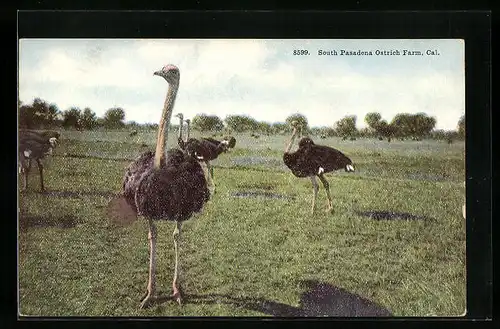 AK Straussen der South Pasadena Ostrich Farm auf der Wiese