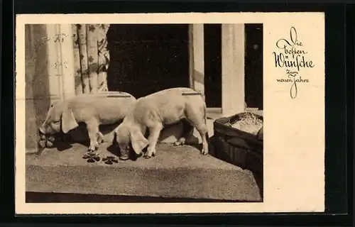 AK Zwei Schweine mit Glücksklee - Neujahrsgruss