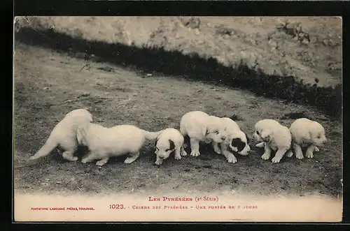 AK Sieben Pyrenäenberghund-Welpen in einer Reihe