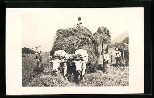 AK Ochsengespann bei der Heuernte