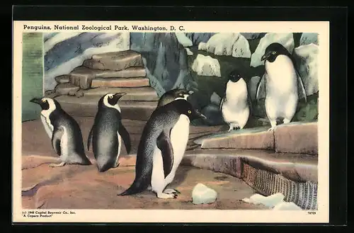 Künstler-AK Pinguine im Zoo in Washington