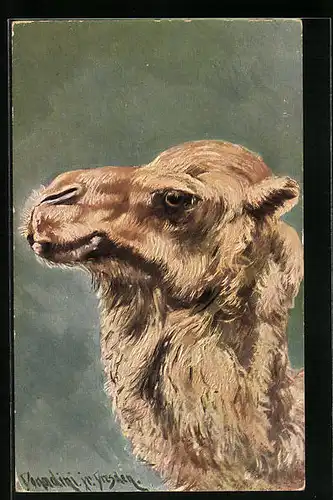 Künstler-AK Ermenegildo Carlo Donadini: hellbraunes Kamel im Portrait