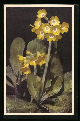 Künstler-AK Photochromie Nr. 1565: Primula auricula, Aurikel