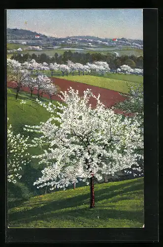 Künstler-AK Photochromie Nr. 3957: Landschaft bei Baumblüte